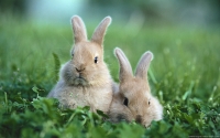 Collection\Msft\Mammals: European-baby-Rabbits-(Oryctolagus-cuniculus)