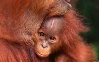 Collection\Msft\Mammals: Infant-Orangutan-and-Mother-(Pongo)