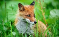 Collection\Msft\Mammals: Japanese-Fox-(Vulpes)