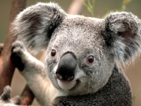 Collection\Msft\Mammals: Koala-(Giraffa-camelopardalis)