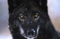 Collection\Msft\Mammals\Wolf: Black-wolf-en-face