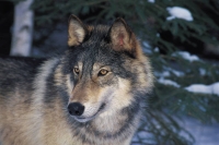 Collection\Msft\Mammals\Wolf: Gray-Wolf-(Canis-lupus)-en-face
