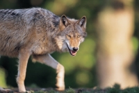 Collection\Msft\Mammals\Wolf: Gray-Wolf-(Canis-lupus)-prowling