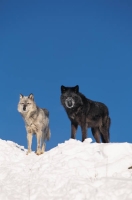 Collection\Msft\Mammals\Wolf: Gray-and-black-wolf