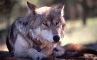 Collection\Msft\Mammals\Wolf: Wolf-Resting-(Canis-lupus)