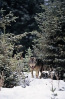 Collection\Msft\Mammals\Wolf: Wolf-between-pine-trees
