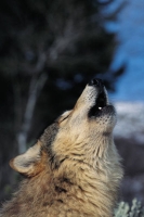 Collection\Msft\Mammals\Wolf: Wolf-howling