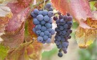 Collection\Msft\Plants\Agriculture: Sauvignon-Grapes