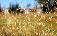 Collection\Msft\Plants\Agriculture: Wheat-Close-Up