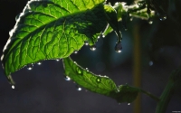 Collection\Msft\Plants: Dew-on-Tomato-Plant