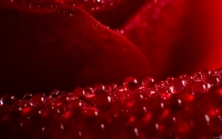 Collection\Msft\Plants\Flowers: Rose-Petals-with-rain-droplets