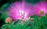Collection\Msft\Plants\Garden: Fairy-Duster