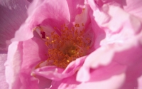 Collection\Msft\Plants\Garden: Peony