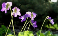 Collection\Msft\Plants\Garden: Violets