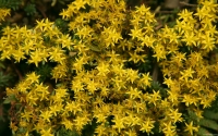 Collection\Msft\Plants\Garden: Yellow-Flowers-of-Sedum
