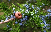 Collection\Msft\Plants: Juniper-Berries