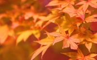 Collection\Msft\Plants: Maple-Leaves-