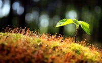Collection\Msft\Plants: Moss-and-Sapling-