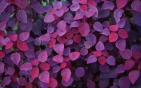 Collection\Msft\Plants: Purple-Leaves