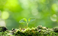 Collection\Msft\Plants: Sapling
