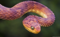 Collection\Msft\Reptiles: Red-Phase-Bush-Viper