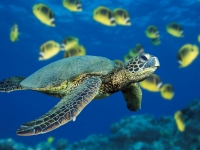 Collection\Msft\Sea: Green-Sea-Turtle