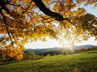 Collection\Msft\Seasons: Autumn-Leaves-over-meadow