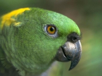 Collection\Nature Portraits: Green-parrot