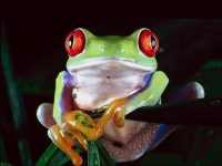 Collection\Nature Portraits: Tree-frog