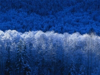 Collection\Nature Portraits: Winter-frost-on-forest-trees