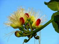 Flower: Red-yellow-flower