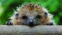 Funny: Hedgehog-wallpaper