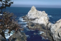 Landscape: Tree-Above-Sharp-Sea-Rocks