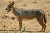 Mammal: Golden-Jackal-(Canis-aureus)