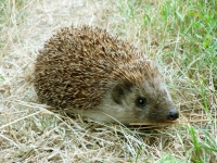 Mammal: Hedgehog-(Erinaceus)-on-grass