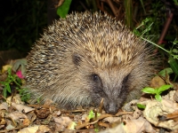 Mammal: Hedgehog-in-backyard-(Erinaceus)