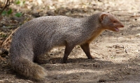 Mammal: Indian-Grey-Mongoose-(Herpestes-javanicus)