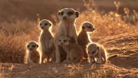 Mammal: Meerkat-family-(Suricata-suricatta)