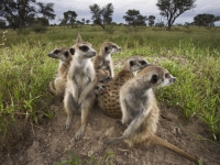 Mammal: Meerkats-on-guard-(Suricata-suricatta)
