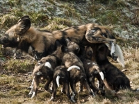 Mammal\Painted Dog: African-painted-dog-mother-suckles-her-5-puppies-(Lycaon-pictus)