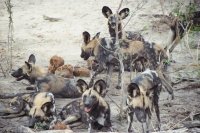 Mammal\Painted Dog: African-wild-dogs-(Lycaon-pictus)