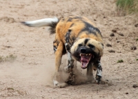 Mammal\Painted Dog: Angry-african-painted-dog-(Lycaon-pictus)