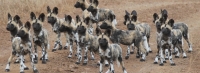 Mammal\Painted Dog: Pack-of-african-painted-dog-youngsters-960x350-(Lycaon-pictus)