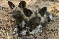 Mammal\Painted Dog: Two-african-wild-dogs-(Lycaon-pictus)