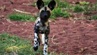Mammal\Painted Dog: Young-african-painted-dog-(lycaon-pictus)