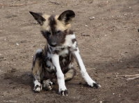 Mammal\Painted Dog: Young-african-wild-dog-(lycaon-pictus)