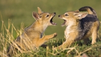 Mammal: Two-Jackal-pups-play-fighting