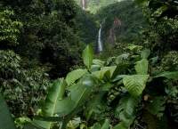 Rainforest: Rainforest-with-waterfall-1