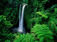 Rainforest: Waterfall-in-rainforest-1024-768