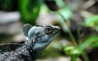 Reptile: Lizard-in-rainforest